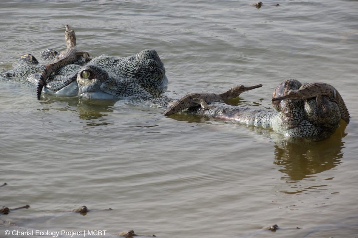 Nepal&rsquo;s gharial population rises, but threats to the crocs persist