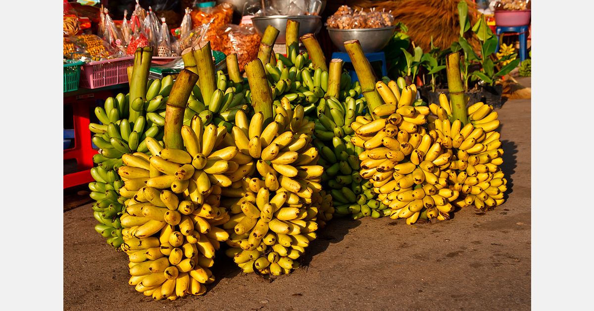 Nepal&rsquo;s banana farmers struggle as Indian imports flood the market